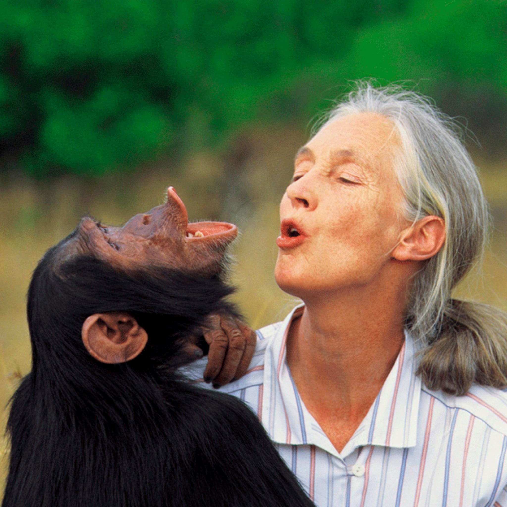 Jane Goodall y la responsabilidad de mirar a los animales a los ojos